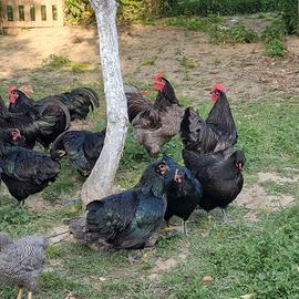 Galline Australorp