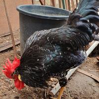 Gallo razza Ancona