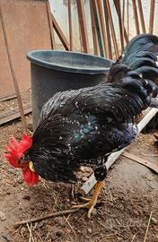 Gallo razza Ancona