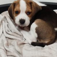 Cucciolo Beagle