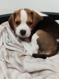 Cucciolo Beagle