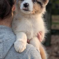Cucciola blue merle australian shepherd