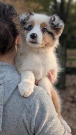 Cucciola blue merle australian shepherd