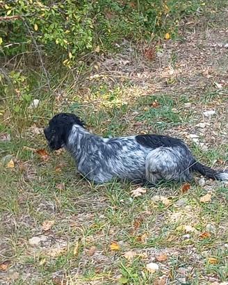 Setter Inglese