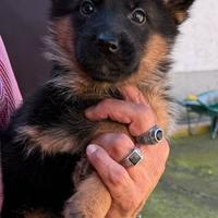 Cuccioli di Pastore Tedesco