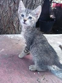 Dolci gattini