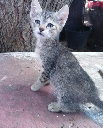 Dolci gattini