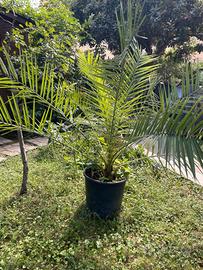Palma delle Canarie da Giardino 