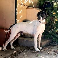 Pointer Inglese - Cane da Ferma con Certificato Ci