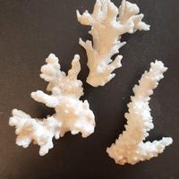 3 Campioncini di Corallo Bianco