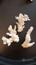 3 Campioncini di Corallo Bianco