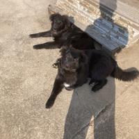 Cuccioli 6 mesi vaccinati Limana