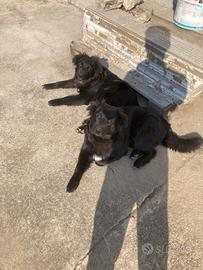 Cuccioli 6 mesi vaccinati Limana