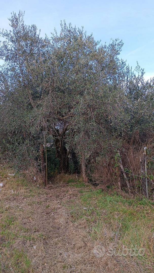TERRENO AGRICOLO Piante di ulivo - Vista 2