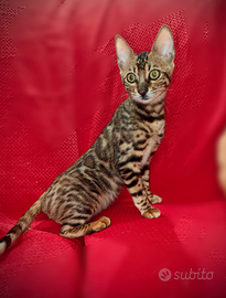 Cucciola bengala 3 mesi N24 PROMO