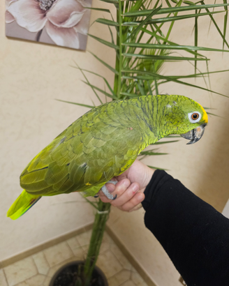 Pappagallo amazzone fronte gialla