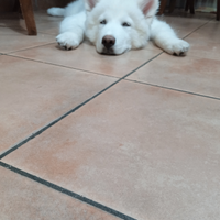 Syberian husky