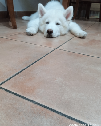 Syberian husky