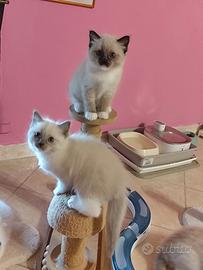 Cuccioli Ragdoll pronti a giugno