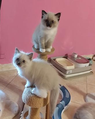 Cuccioli Ragdoll pronti a giugno