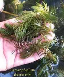 Ceratophyllum pianta ossigenante laghetto