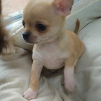 Chihuahua