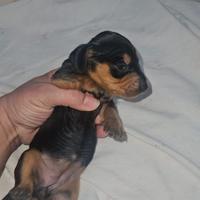 Bassotto nano maschio m1