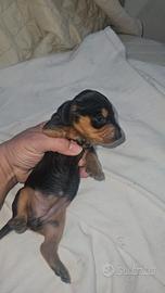 Bassotto nano maschio m1