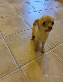 Cani chihuahua/pincher
