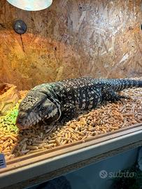 Tegu argentino