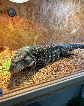 Tegu argentino