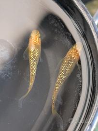 Medaka Reckless Longfin