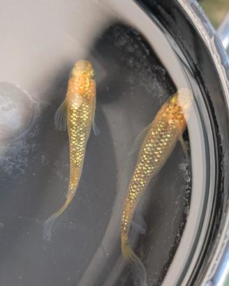 Medaka Reckless Longfin