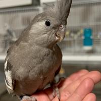 Calopsite allevate a mano