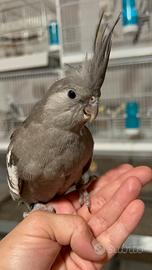 Calopsite allevate a mano