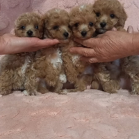 Maltipoo e barboncini