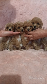 Maltipoo e barboncini