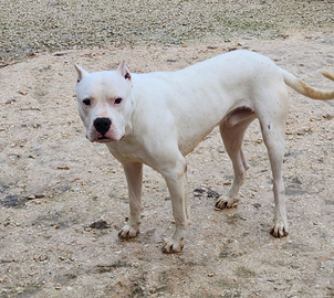 Dogo Argentino