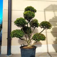 bonsai da giardino di bosso 