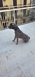 Stallone di pitbull ukc