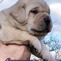 Cuccioli Labrador Selezione Bionda ( ped ENCI)