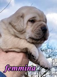 Cuccioli Labrador Selezione Bionda ( ped ENCI)