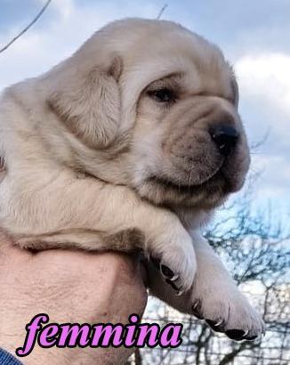 Cuccioli Labrador Selezione Bionda ( ped ENCI)