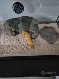 Terrario + geco leopardino