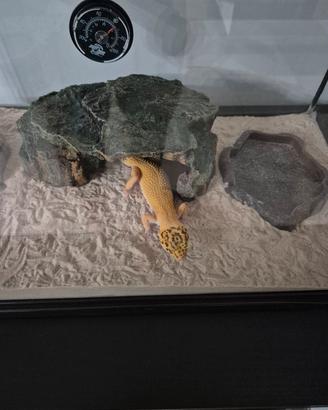 Terrario + geco leopardino