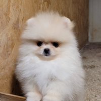 Cuccioli spitz tedesco nano o pomerania