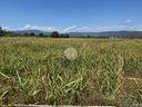 ter-agricolo-a-verona