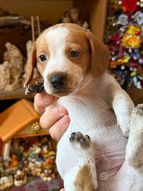 Bassotti a pelo raso