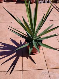 Pianta tronchetto della felicità 