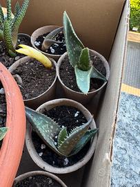 Aloe di diverse specie